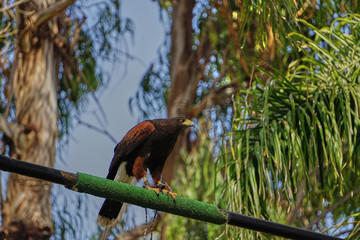 aguila real