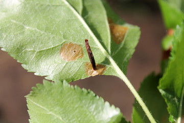 European crab apple (Malus sylvestris) green leaf with mine of Black-stigma case-bearer moth (Coleophora hemerobiella), Belarus