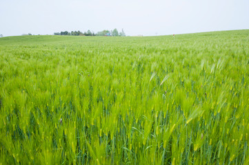 푸르른 보리밭