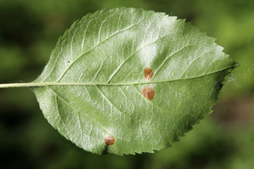 European crab apple (Malus sylvestris) green leaf with mine of Black-stigma case-bearer moth (Coleophora hemerobiella), Belarus