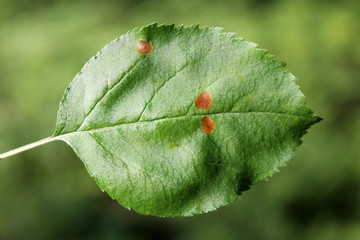 European crab apple (Malus sylvestris) green leaf with mine of Black-stigma case-bearer moth (Coleophora hemerobiella), Belarus