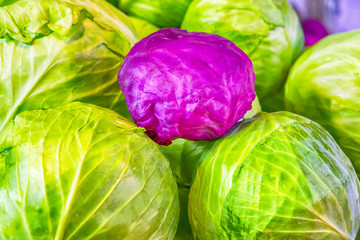 Fresh Cabbage of Green and Purple Colors