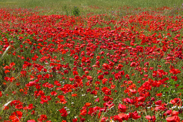 CORBIERES