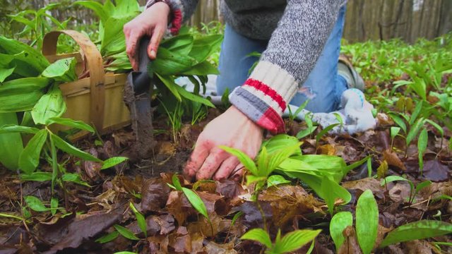 Woman foraging for wild leeks (ramps) in a forest in the spring