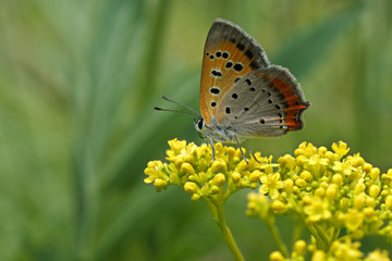 Fototapeta na wymiar Copper butterfly
