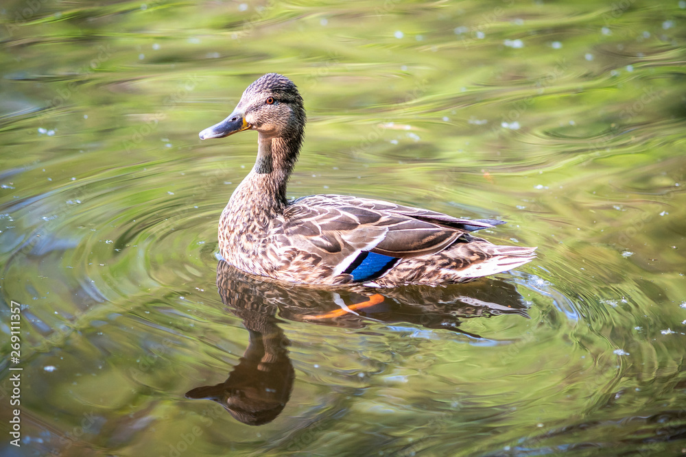 Wall mural Wild duck swimming on a pond