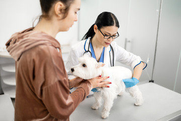 Caring pet feeling busy while examining little white dog