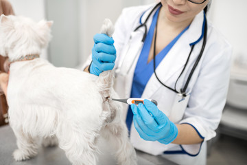 Veterinarian wearing gloves checking body temperature of dog