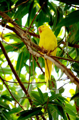 Yellow Bird