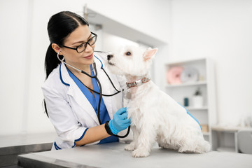 Dark-haired vet talking to cute white dog during the examination