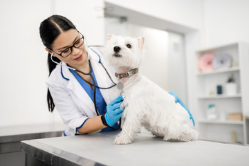 Kleiner weißer Hund, der während der Untersuchung des Tierarztes ruhig sitzt