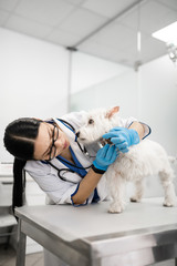 White dog showing her paws to caring professional veterinarian