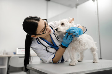 Long-haired female vet feeling busy taking care of cute dog