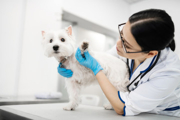 Dark-haired vet wearing blue gloves looking at paws of little dog - obrazy, fototapety, plakaty
