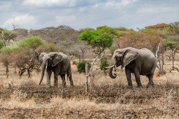 Elephants walking through dusty dry trees and dead grasslands