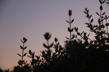 silhouette of a plant after sunset 2