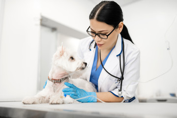 Professional female vet wearing gloves looking at cute dog