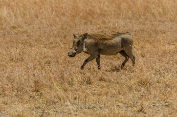 Common African Warthog trotting through dried grasslands in Tanzania