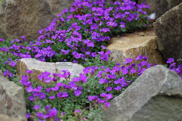 Fototapeta premium purple flowers in the garden
