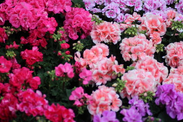 flowers in the garden