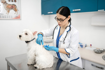 Dark-haired pet in gloves making the injection for white dog