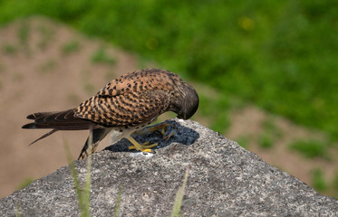 Common kestrel