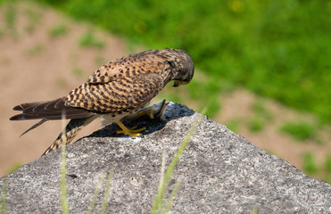 Common kestrel