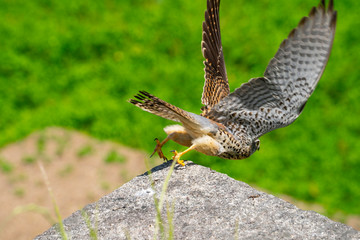 Common kestrel