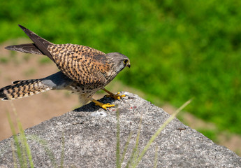 Common kestrel
