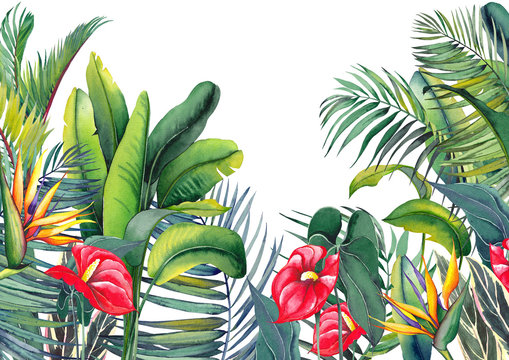 Tropical wallpaper with red flamingo flowers, exotic strelitzia, palm trees and banana leaves. Watercolor illustration on white background.