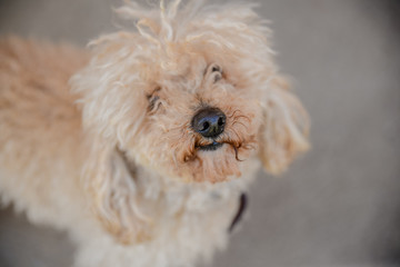 Beatiful poodle in the garden