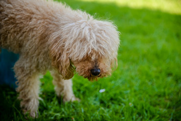 Beatiful poodle in the garden