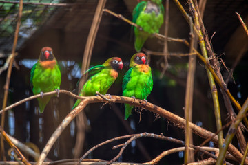 Bright colorful parrots sitting on branch