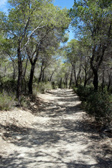 Forest road among the mountain pines of Ibiza island.