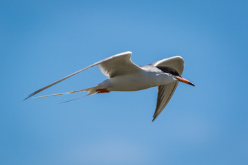 Forster's Tern, Sterna forsteri, flies swiftly with agility against a bright blue sky