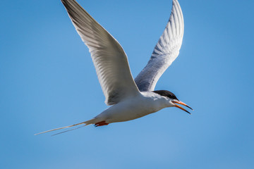 Fototapeta na wymiar Forster's Tern, Sterna forsteri, flies swiftly with agility against a bright blue sky