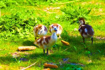 a family of newborn brown ducks
