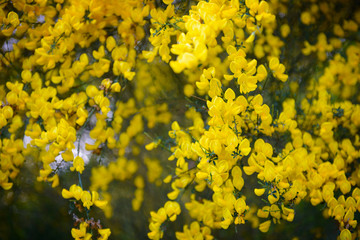 close-up of yellow broom flower