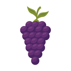 fresh grapes fruits icon