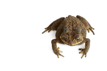 Image of toad(Bufonidae) isolated on a white background. Amphibian. Animal.