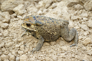 Image of toad(bufonidae) is on the soil lump. Amphibian. Animal.