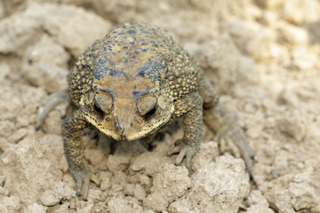 Image of toad(bufonidae) is on the soil lump. Amphibian. Animal.