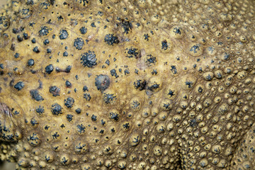 Image of toad skin texture selective focus.(bufonidae). Amphibian. Animal.