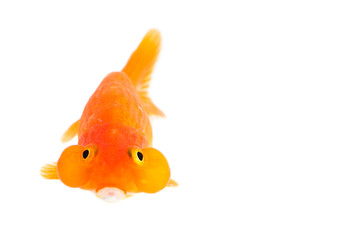 Image of bubble eye goldfish isolated on white background . Animal. Pet.