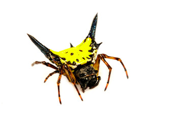 Image of Hasselt's spiny spider (Gasteracantha hasselti) on a white background. Insect. Animal.