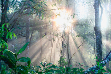 Dark forest sunlight landscape, Sunlight in the forest in the morning