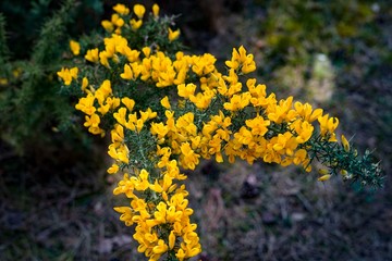 Yellow bloom flowers on a green bush