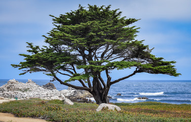 A lone Monterey Cypress tree (Cupressus macrocarpa) stands along the beach of the  rocky Pacific Coast in central California (Pacific Grove), USA - Powered by Adobe