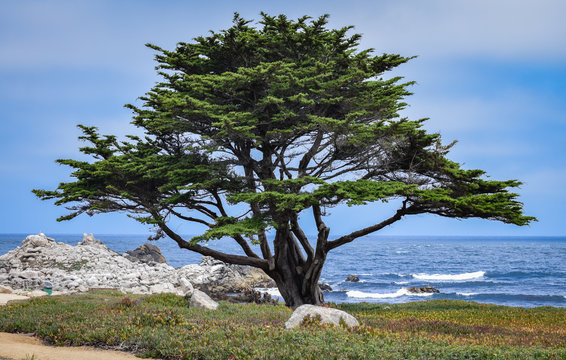 A lone Monterey Cypress tree (Cupressus macrocarpa) stands along the beach of the  rocky Pacific Coast in central California (Pacific Grove), USA