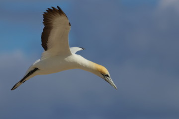australasian gannet